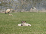 FZ012189 Lambs.jpg